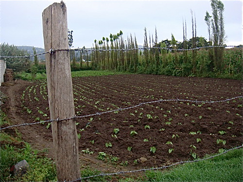 ecuador-farming