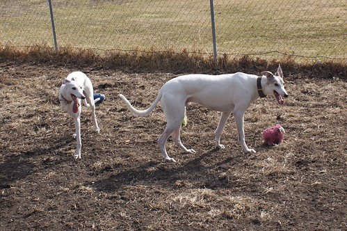 Three legged Calamity greyhound plays