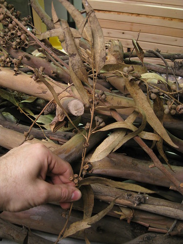 Eucalyyptus twigs, leaves, and seed pods