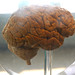 Human Brain by Curious Expeditions, on Flickr