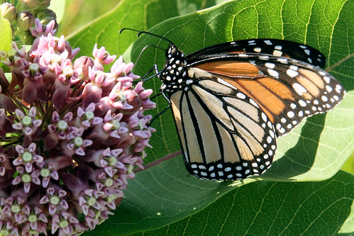 monarch on milkweed 3