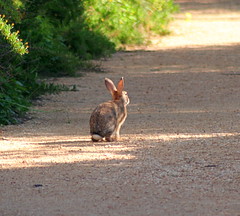 Rabbit; Ghadira Nature Reserve, Malta