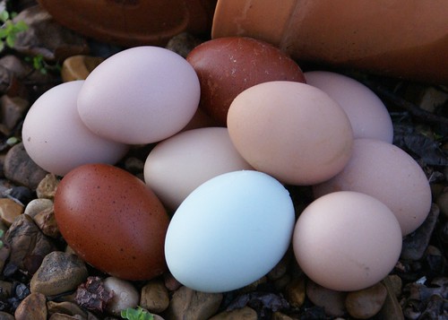 Today we ordered our Easter Egger Chickens. 