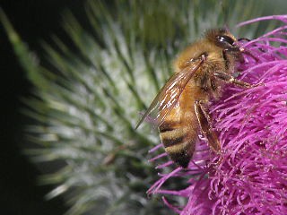 Honey Bee Feeding on a Thistle Flower