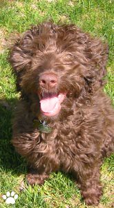 Charlie - F1B Labradoodle with Wavy Hair.