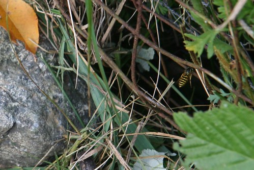 wasp nest up close
