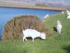 Goats going for a walk