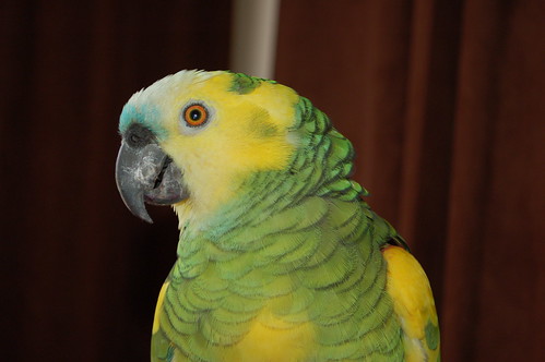 Obesity in Parrots | Amazon Parrot | BirdTricksStore.com