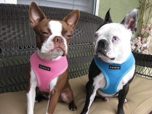 Boston Terriers Clementine & Hogwarts model the puppia