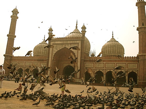 Pigoens at Jama Masjid, Delhi