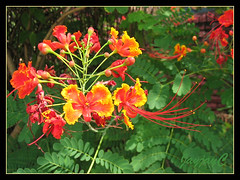 Caesalpinia pulcherrima (Dwarf Poinciana, Peacock flower, Pride of Barbados, Red Bird-of-Paradise) in the neighborhood
