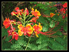 Caesalpinia pulcherrima (Dwarf Poinciana, Peacock flower, Pride of Barbados, Paradise Poinciana, Red Bird-of-Paradise)