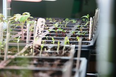 seedlings