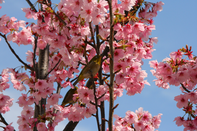 今が盛りの桜。なんていう名前でしょうか。...