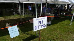 Pet Sitting