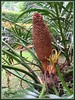 Cycas clivicola: this is a male plant which develops a cone