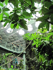 Rain Forest Dome