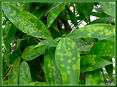 Spotted foliage of Dracaena surculosa 'Punctulata' (Spotted Dracaena, also named Buluh Jepun or Japanese Bamboo in Malaysia), August 12 2009
