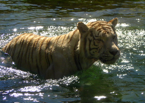 tigre2