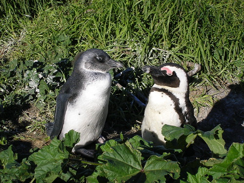 Penguin and Parent