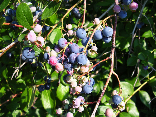 blueberries growing on a bush