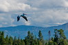 Pelican Flying over Teton Range
