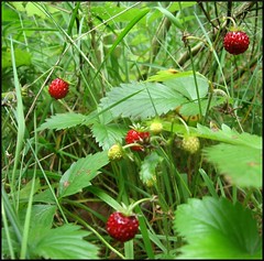 dana hilliot - dernières fraises des bois