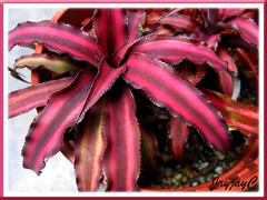 Cryptanthus bivittatus 'Ruby' (foliage color changes with lighting conditions), February 2009 in our garden