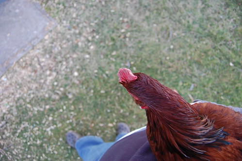 The Farm Report: dealing with my rooster