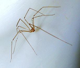 Daddy-long-legs spider (Pholcus phalangioides) ................ ARAÑA PATONA  ~ Original = (1010 x 706)