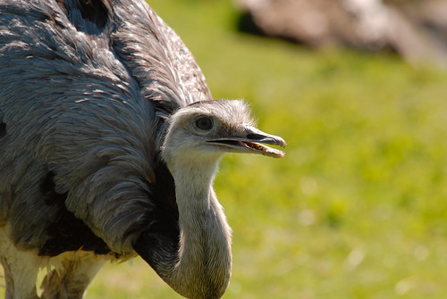 Darwin's Rhea (Rhea pennata)