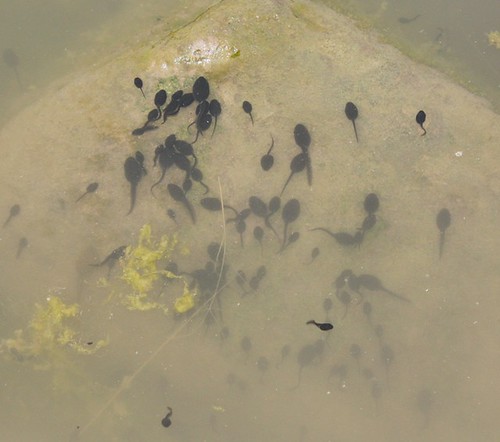first tadpoles of 2009