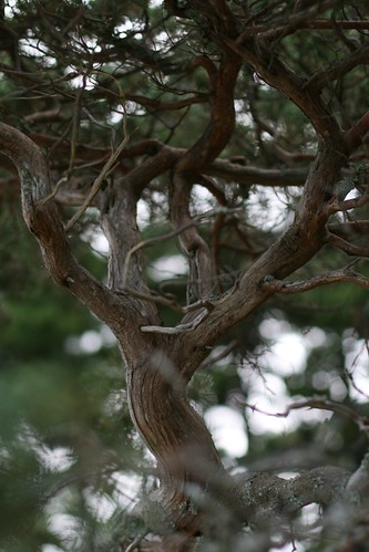 Gnarly Pine