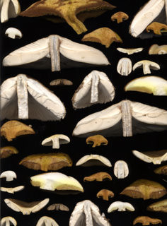 15116 Mushrooms - cut caps