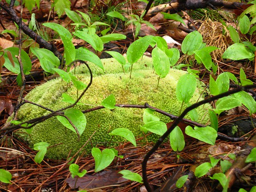 lovely moss