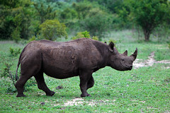 Black Rhinocerous