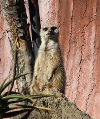 ミーアキャット meerkat