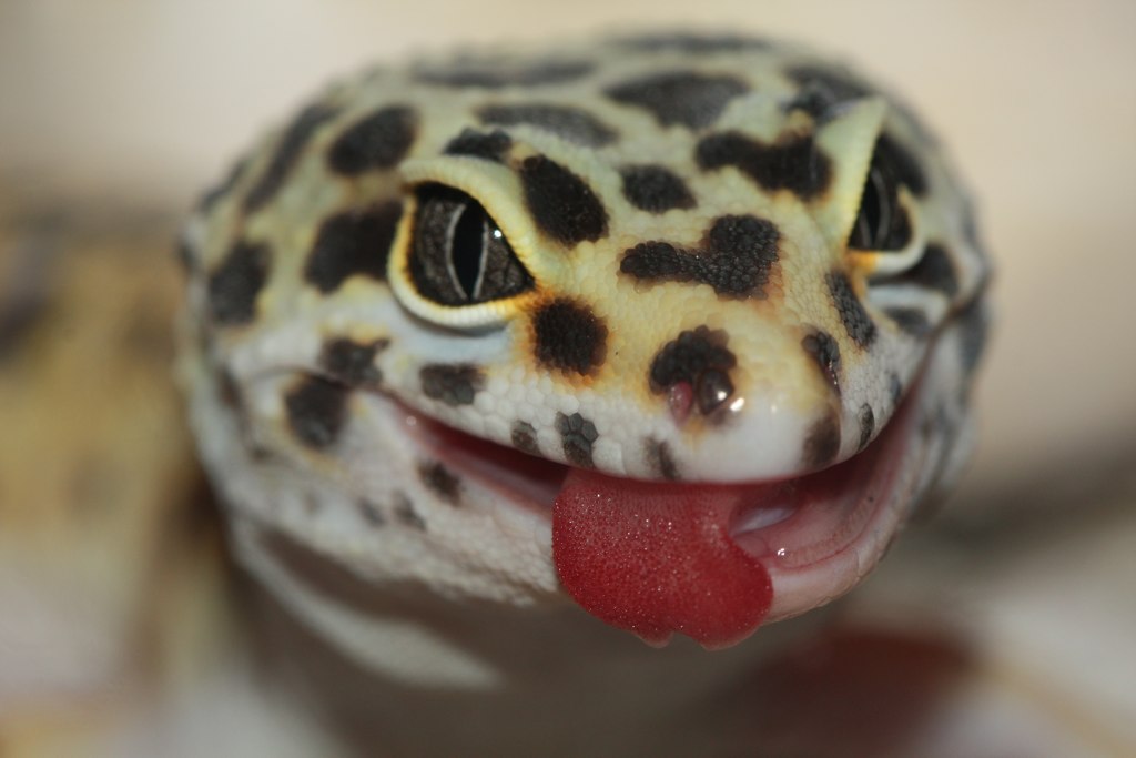Leopard Gecko Eats (photo-documentary) .