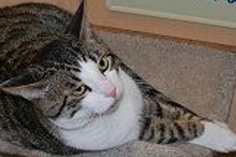 Tabby cat adopted during a Pawsitive Alliance pet adoption event in the Puget Sound area