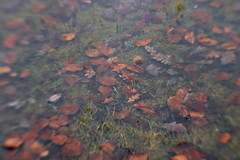 blenheim landscape #2: leaf pool