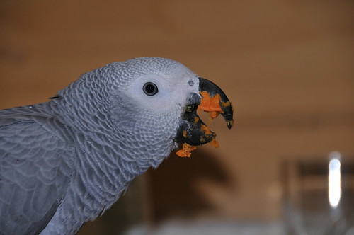 Can Parrots Eat Lima Beans? Discover the Surprising Truth!