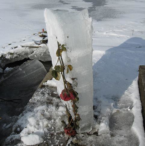 ורדים קפואים בקרחון קטן