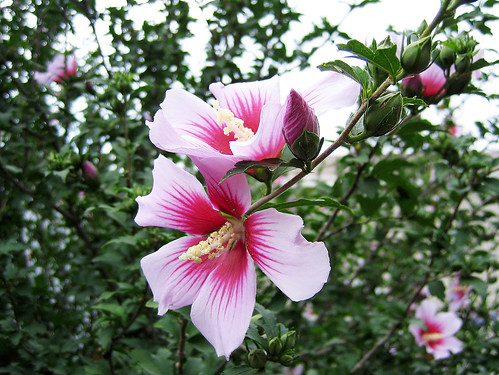 7 Easy to Care for Flowering Shrubs | The Garden Lady