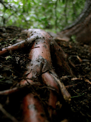 cedar root at 22 Parker Rd, Wakefield, MA (2005)