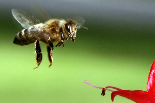 honey bee in flight