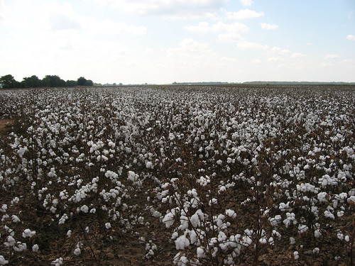 Cotton Fields, U.S. 65, Tensas Parish, Louisiana (6)