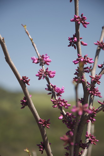 The Redbuds are in bloom!