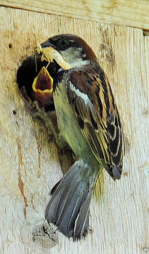 House sparrows-11