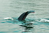 Humpback Whale Kicking Up Tail