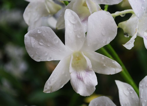 Orchid Garden KL11